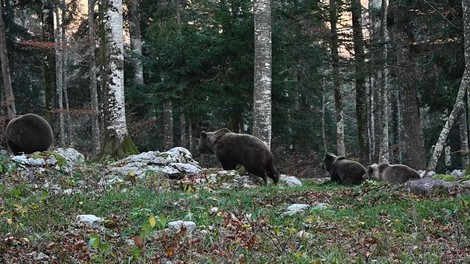 živali medved gozd Kočevje medvedka mladiči