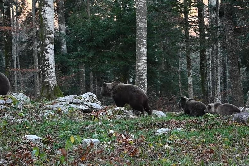 Ste že videli mamo medvedko, kako ščiti mladičke? Poglejte ta prizor iz slovenskega gozda (VIDEO) (foto: Facebook/sloveniabears/posnetek zaslona)