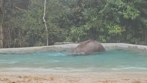 živali, ZOO Ljubljana slonica Ganga slon družba