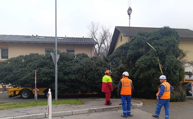 V središču Ljubljane so že postavili božično smreko: ne boste uganili, kakšno ime so ji nadeli (FOTO)