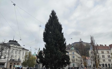 V središču Ljubljane so že postavili božično smreko: ne boste uganili, kakšno ime so ji nadeli (FOTO)