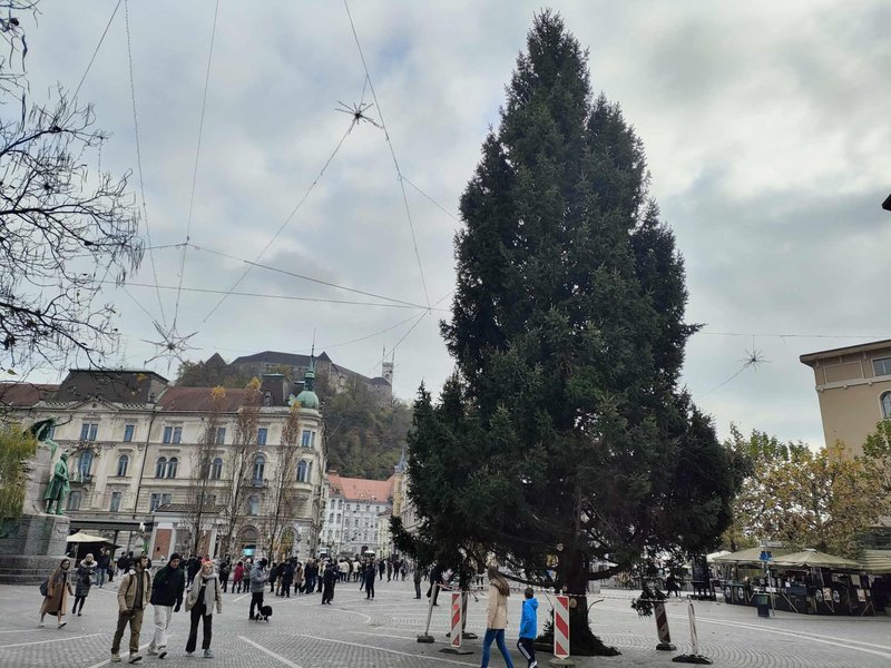 smreka Ljubljana jelka