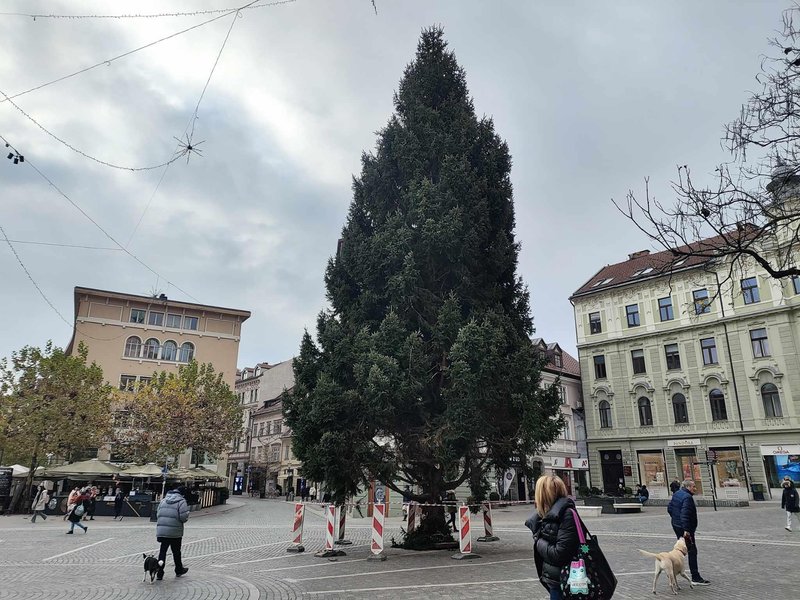 smreka Ljubljana jelka