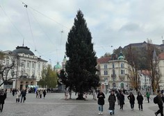 V središču Ljubljane so že postavili božično smreko: ne boste uganili, kakšno ime so ji nadeli (FOTO)