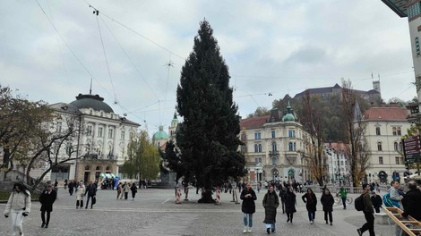 smreka Ljubljana jelka