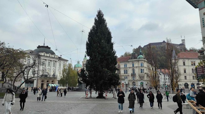 V središču Ljubljane so že postavili božično smreko: ne boste uganili, kakšno ime so ji nadeli (FOTO) (foto: Uredništvo)