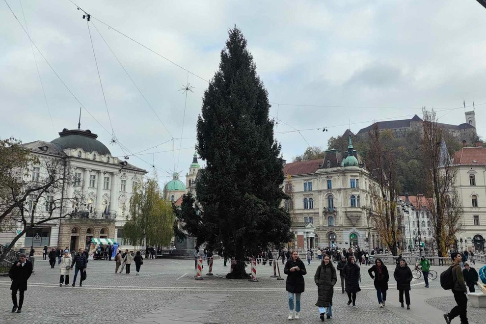 smreka Ljubljana jelka