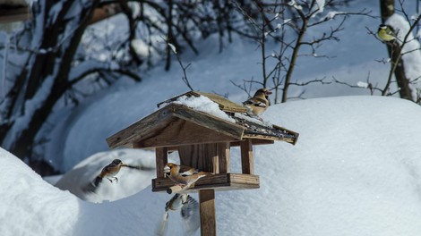 živali ptice zima mraz sneg belke