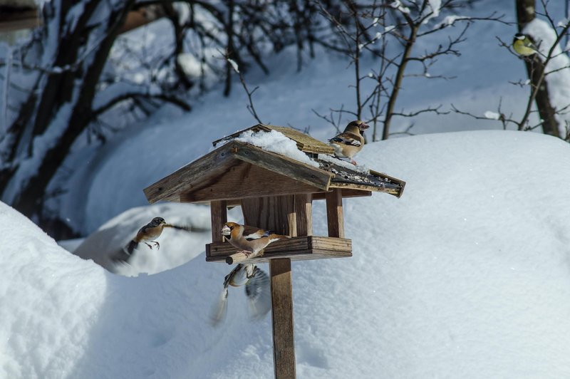 Poznate ptico iz naših krajev, katere obstoj je odvisen od snega? (In zato je zelo ogrožena!) (foto: Profimedia)