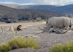 Lev in levinja sta napadla nosoroga, a ta jima ni ostal dolžan (VIDEO)