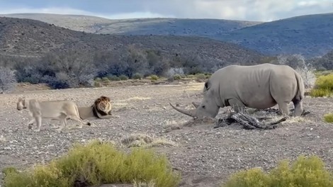 živali Afrika lev levinja nosorog napad