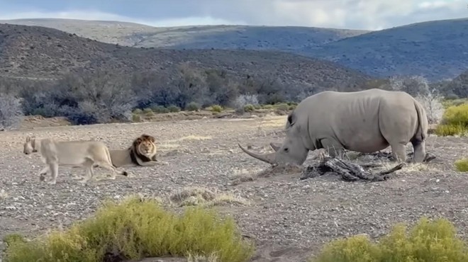 Lev in levinja sta napadla nosoroga, a ta jima ni ostal dolžan (VIDEO) (foto: Youtube/posnetek zaslona)