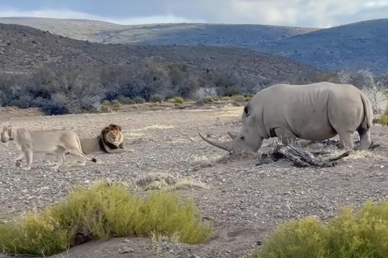 Lev in levinja sta napadla nosoroga, a ta jima ni ostal dolžan (VIDEO) (foto: Youtube/posnetek zaslona)