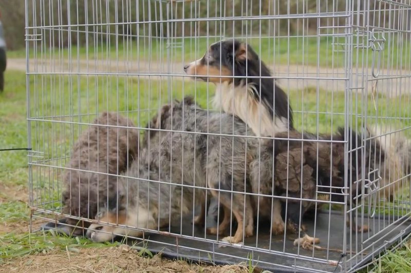 Grozljivo odkritje: psi, ki jih naročate s spleta, prihajajo iz točno takšnih razmer (nazoren posnetek) (foto: Szurkolók az Állatokért Alapítvány/Facebook/posnetek zaslona)