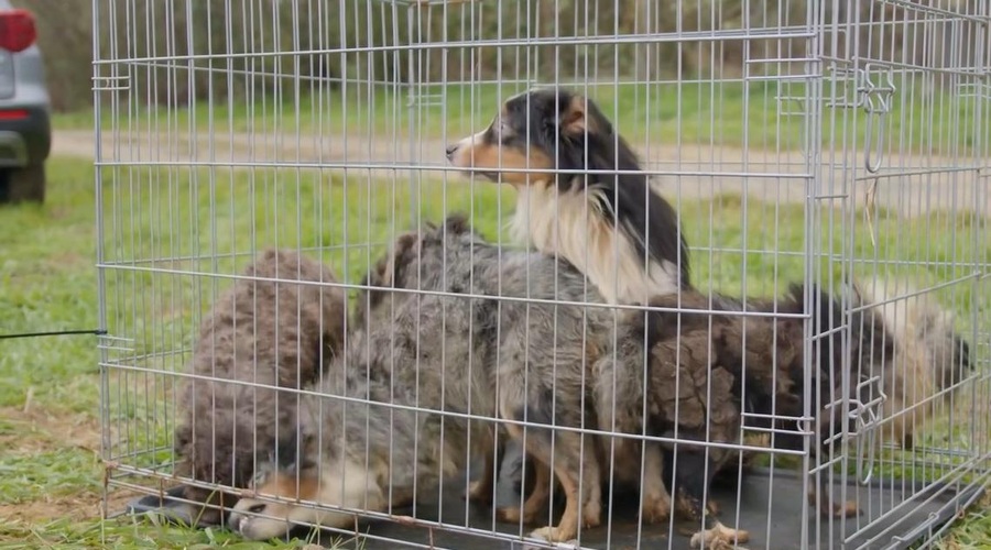 Grozljivo odkritje: psi, ki jih naročate s spleta, prihajajo iz točno takšnih razmer (nazoren posnetek) (foto: Szurkolók az Állatokért Alapítvány/Facebook/posnetek zaslona)