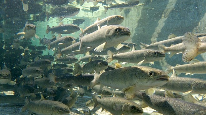 Svetovni dan ribištva: razstava na Dunajski in odprta vrata treh slovenskih ribogojnic (foto: Facebook)