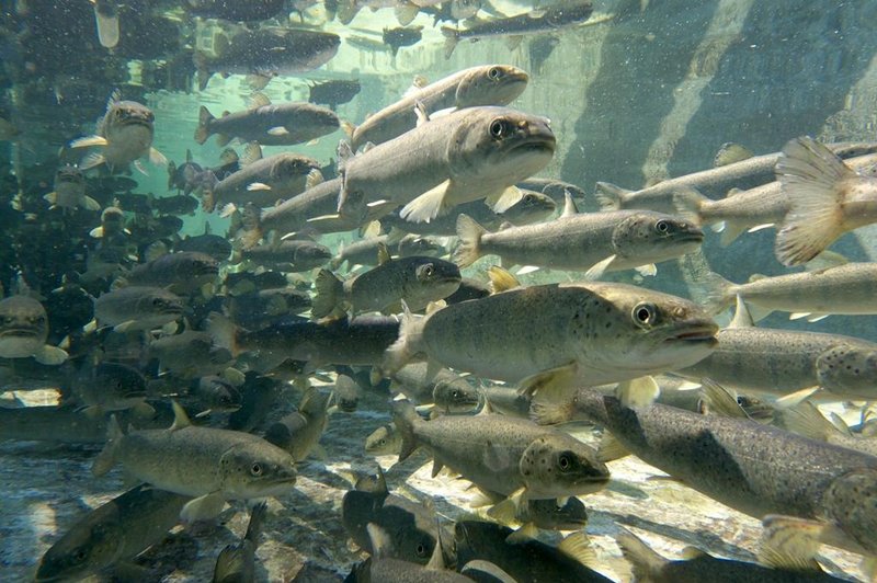 Svetovni dan ribištva: razstava na Dunajski in odprta vrata treh slovenskih ribogojnic (foto: Facebook)