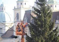 "Ljudstvo" je izbralo: letošnja novoletna smreka v Ljubljani se bo imenovala ...