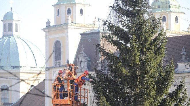 "Ljudstvo" je izbralo: letošnja novoletna smreka v Ljubljani se bo imenovala ... (foto: Bor Slana/Bobo)