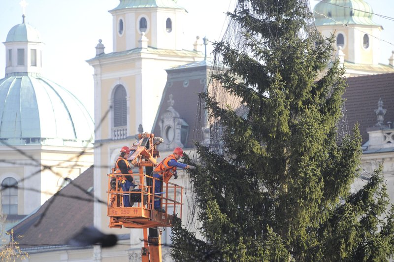 "Ljudstvo" je izbralo: letošnja novoletna smreka v Ljubljani se bo imenovala ... (foto: Bor Slana/Bobo)