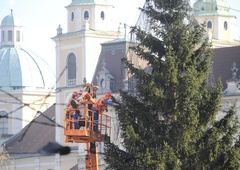 "Ljudstvo" je izbralo: letošnja novoletna smreka v Ljubljani se bo imenovala ...