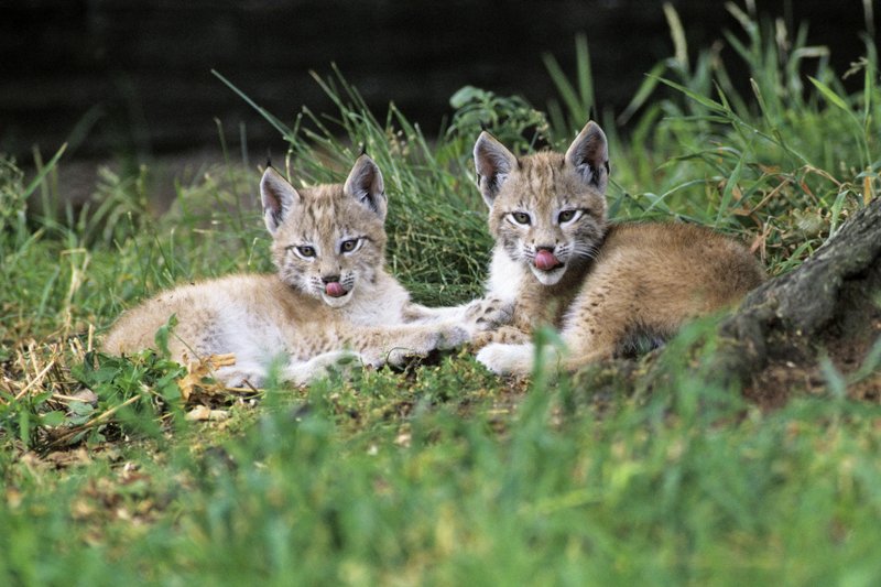 živali ris ohranitev Life Lynx projekt