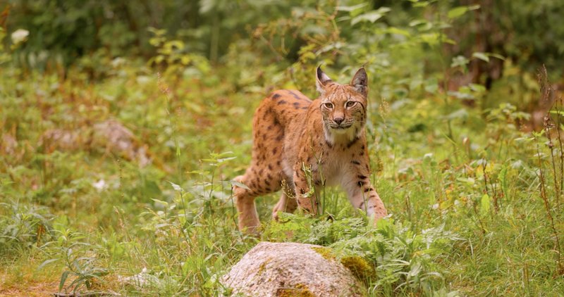 živali, ris, ohranitev, Life Lynx, projekt