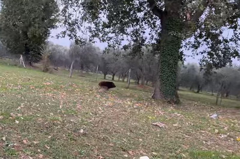 Voznik med mirno vožnjo po Poreču naletel na nenavaden prizor (foto: Facebook/posnetek zaslona)