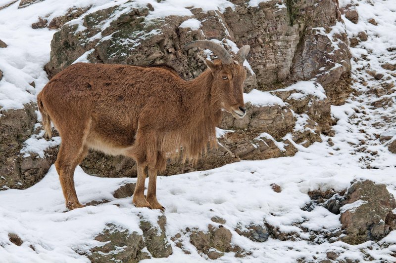 Alpski kozorogi so močne , čokate in postavne živali.