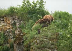 Turistična skupina med opazovanjem medvedov naletela na grozljiv prizor