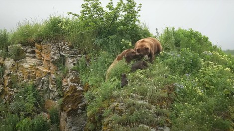 živali medved ogled pretep mama medvedka