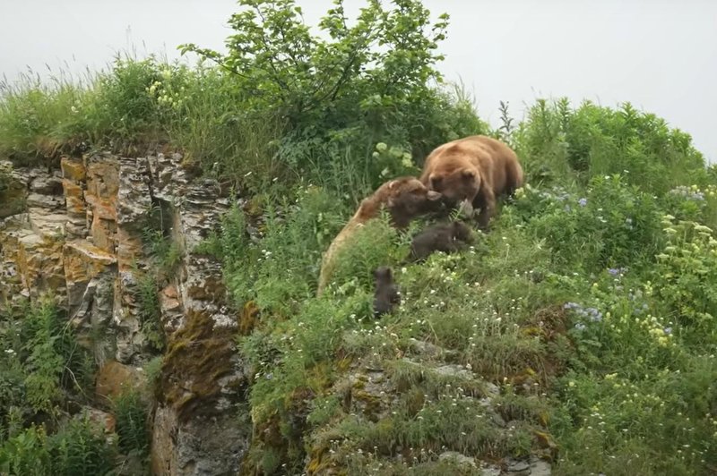 Turistična skupina med opazovanjem medvedov naletela na grozljiv prizor (foto: Youtube/posnetek zaslona)