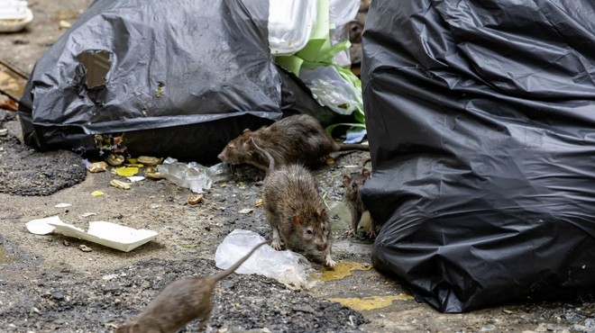 Težave na vidiku: na tem območju so se namnožile podgane (ugotovili so, kakšen je razlog) (foto: Profimedia)