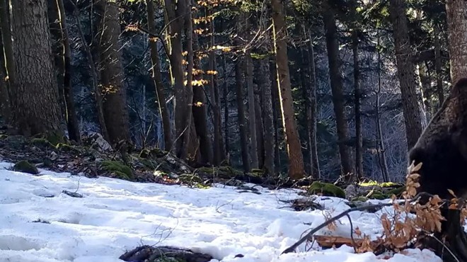 Skrita kamera v kočevskem gozdu razkrila, kako 'trdno' spijo medvedi pozimi (foto: Facebook/posnetek zaslona/sloveniabears)