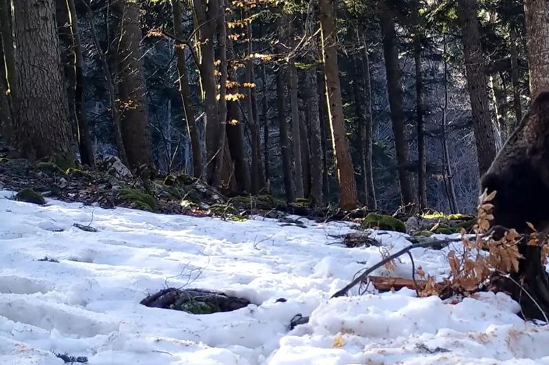 Skrita kamera v kočevskem gozdu razkrila, kako 'trdno' spijo medvedi pozimi (foto: Facebook/posnetek zaslona/sloveniabears)