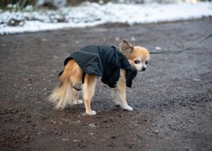 Strokovnjakinja o tem, pri kateri temperaturi zunaj postane za psa premrzlo