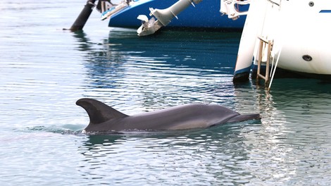 živali delfin navadni delfin Jadran Koper Izola