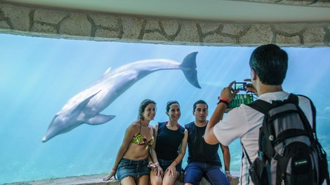 živali delfini ujetništvo akvarij ocean Belgija