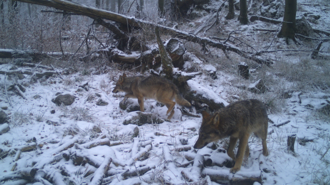 Fotografija iz 19. 1. 2020 (foto: Zavod za gozdove Slovenije)