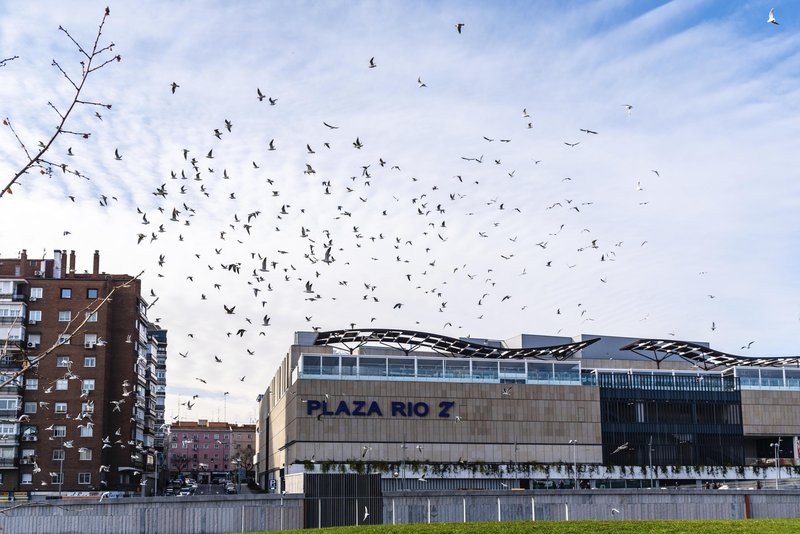 Ptice mimogrede hitro zaidejo v nakupovalni center.