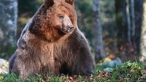 živali medved gozd rjavi medved Kočevje lisica