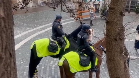 živali policija slovenska policija konj