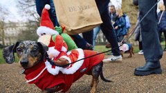 (FOTO) Jazbečarji v božičnih opravah zavzeli Hyde Park in postali prava spletna senzacija