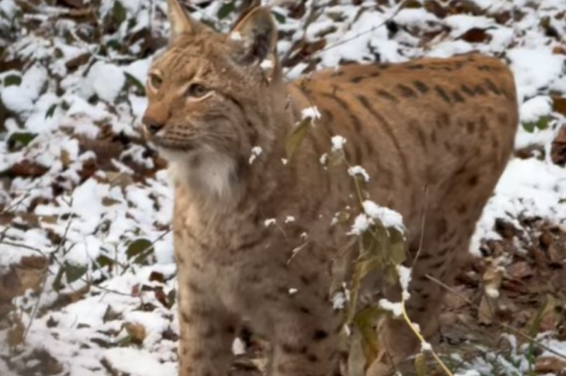 Sneg razveselil živali v živalskem vrtu: kamera ujela čudovite prizore (VIDEO) (foto: Zoo Ljubljana FB)