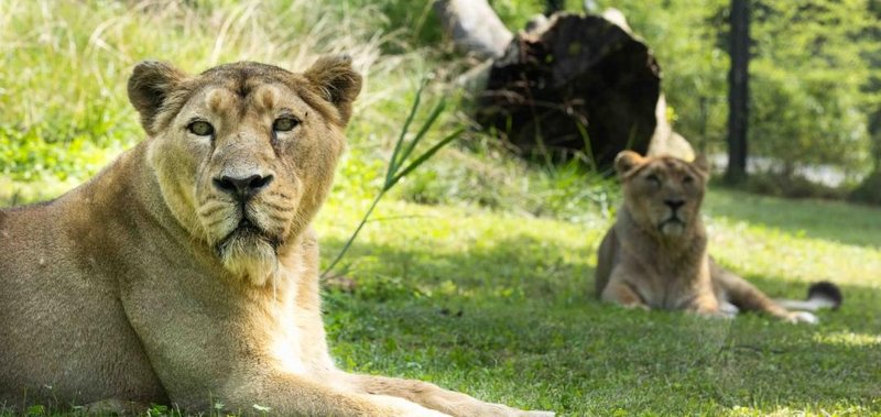 živali ZOO Ljubljana lev levinja prazniki darila