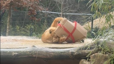 živali ZOO Ljubljana lev levinja prazniki darila