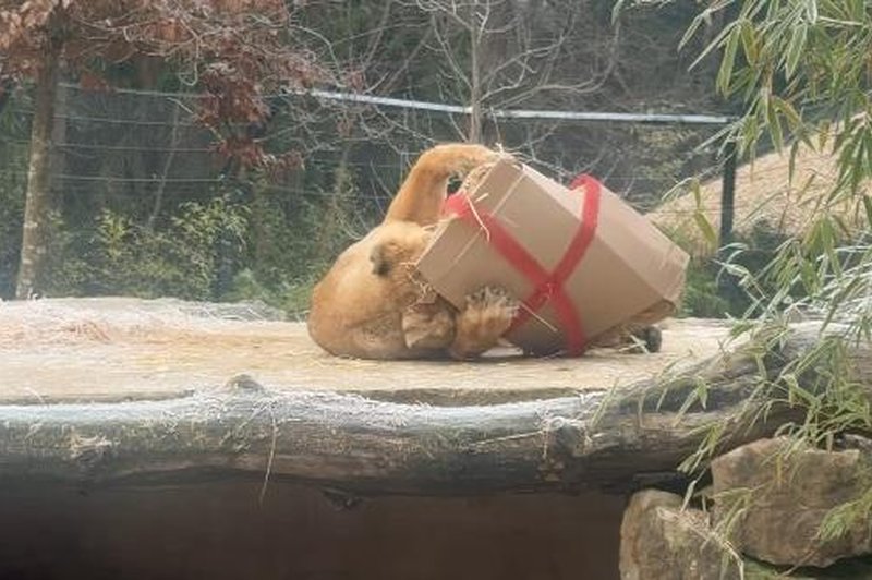 Tudi kraljice ZOO Ljubljana so prejele darilo (samo poglejte to veselje) (foto: ZOO Ljubljana/Facebook/posnetek zaslona)