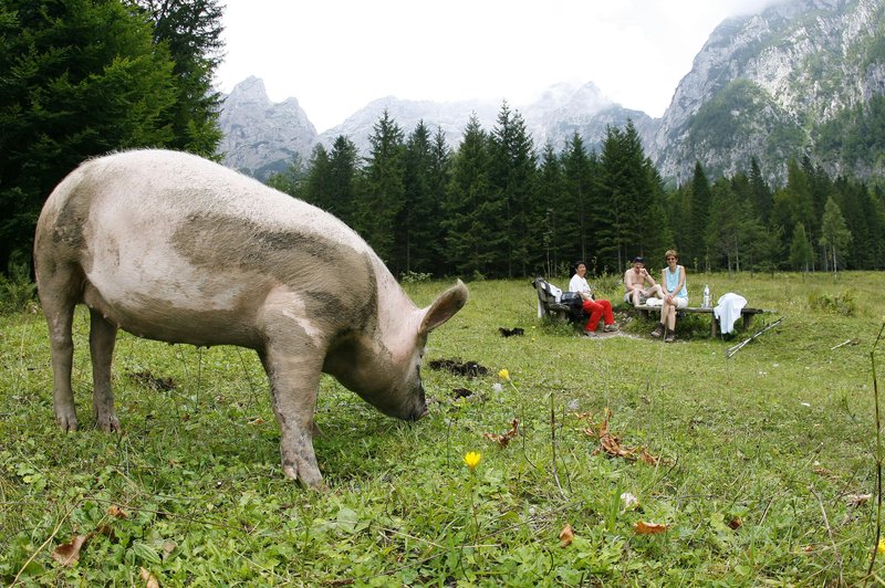 Uprava za varno hrano opozarja na varno in odgovorno izvajanje kolin (foto: BOBO/SRDJAN ZIVULOVIC)