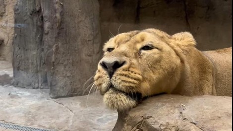 živali ZOO Ljubljana utrinki mačji panda