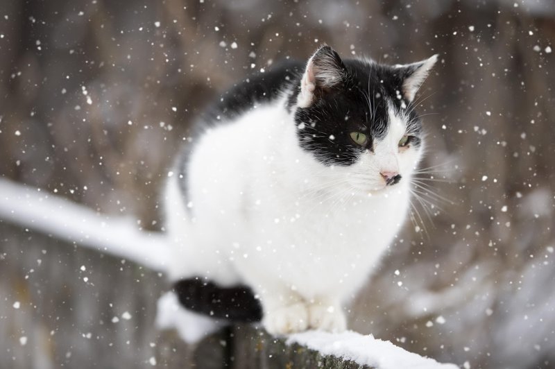 Poznate 7 nevarnosti, ki jih za mačke prinaša zima? (foto: Profimedia)